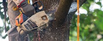 Best Arborist Consultation Services  in Glespie, IL