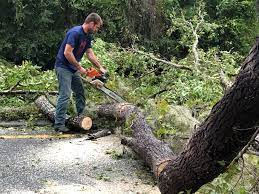 Trusted Gillespie, IL Tree Care Services Experts