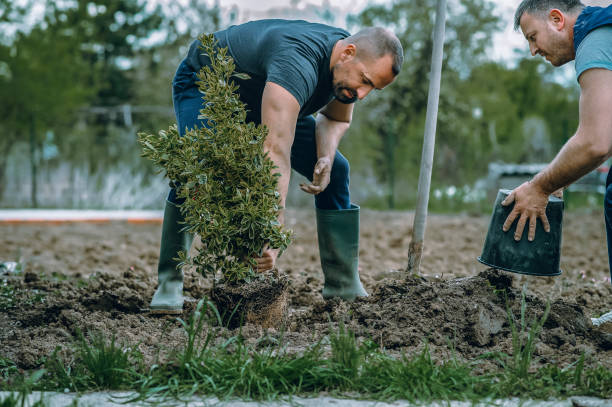 Best Tree Mulching  in Glespie, IL