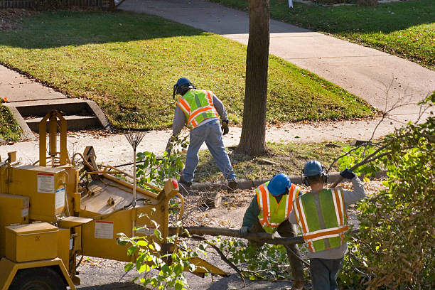 Best Tree Maintenance Programs  in Glespie, IL