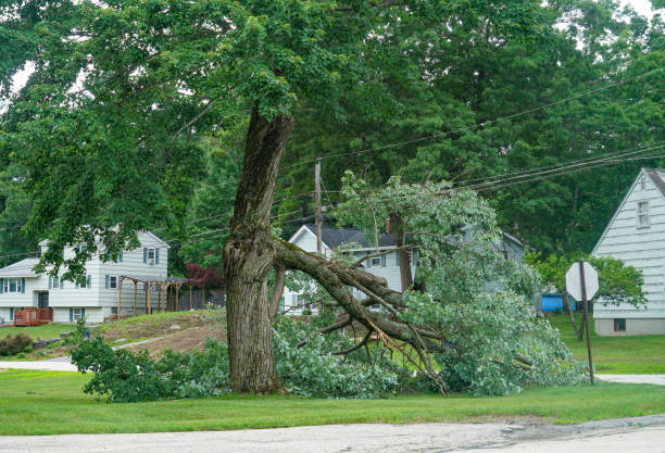 Best Emergency Tree Removal  in Glespie, IL