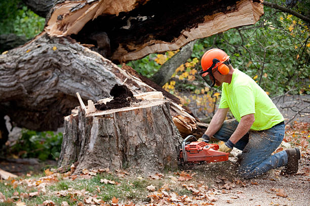 Best Leaf Removal  in Glespie, IL