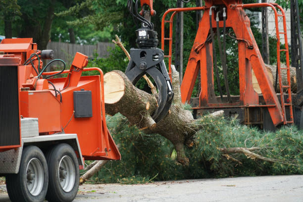 Leaf Removal in Gillespie, IL