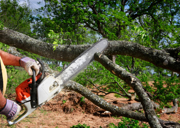 How Our Tree Care Process Works  in  Gillespie, IL